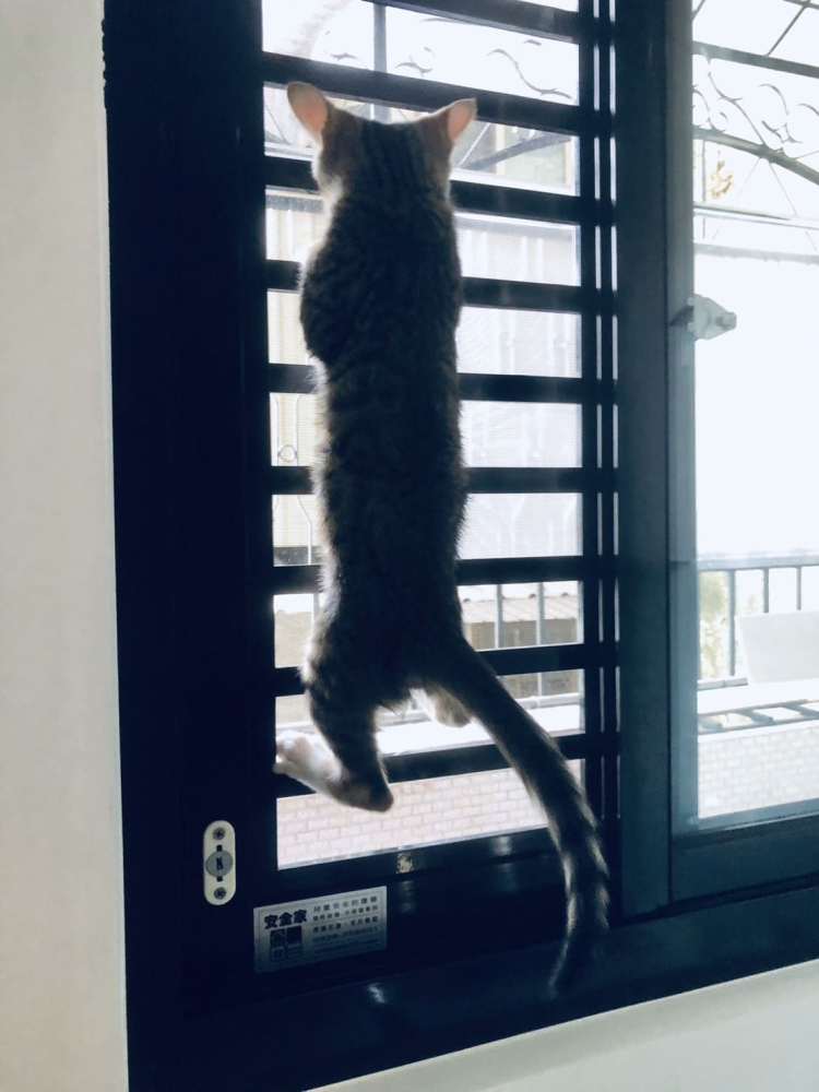 台北市 大同區 平陽街_公寓  蔡先生